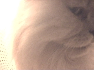 Nandi.