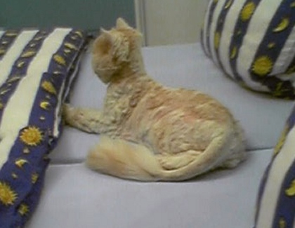 Wenn Kopfkissen aufrecht stehen, sind sie keine Katzensofas